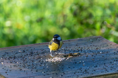 Parus major