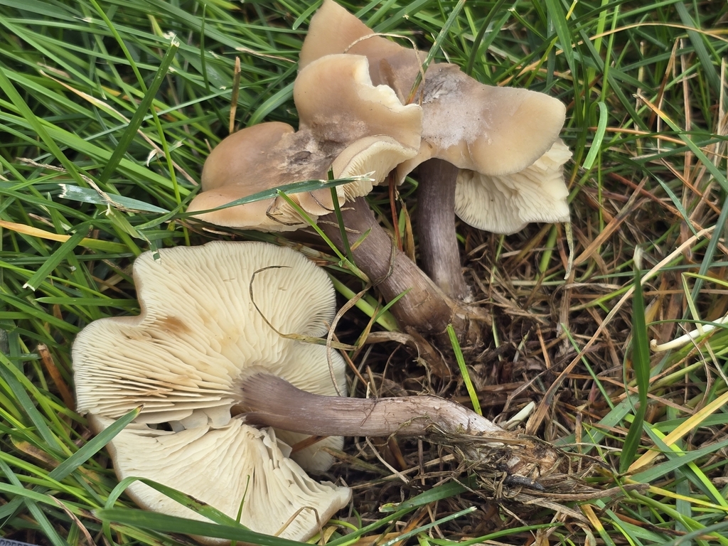 Calocybe sp. 'CA01'