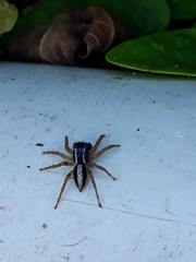 Aphirape misionensis