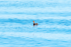 Tachybaptus ruficollis