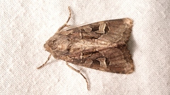Trigonophora jodea