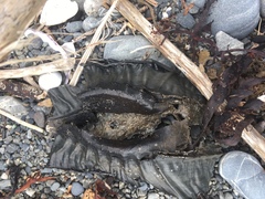 Callorhinchus milii