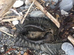 Callorhinchus milii