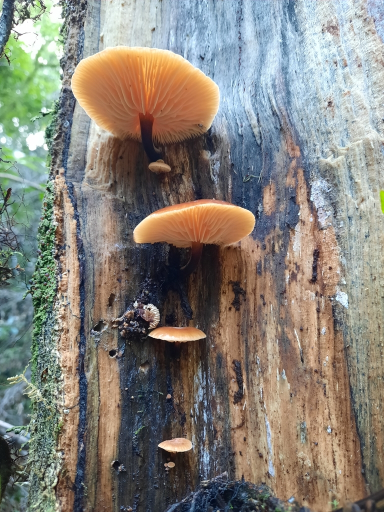 Flammulina velutipes · August 2025 · photo: © kirstenbarkla (iNaturalist, cc0)