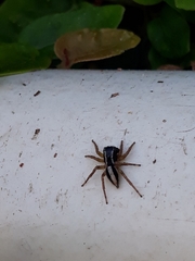 Aphirape misionensis