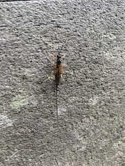 Xoridinae