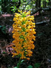 Platanthera cristata
