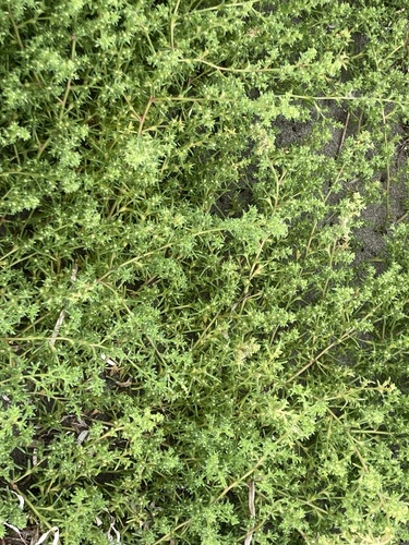 Salsola komarovii iNat (2)