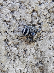Corythalia argentinensis