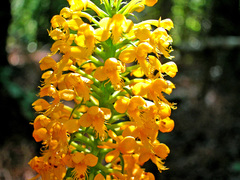 Platanthera cristata