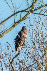 Buteo buteo