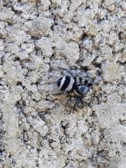 Corythalia argentinensis