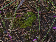 Rhodobryum