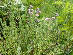 Syncolostemon teucriifolius