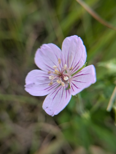 Geranium shikokianum iNat (2)