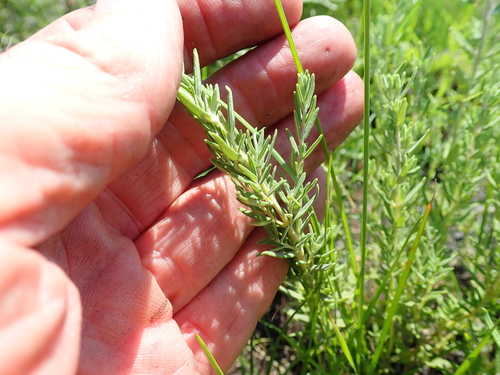 Image of Syncolostemon teucriifolius by no rights reserved