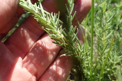 Syncolostemon teucriifolius