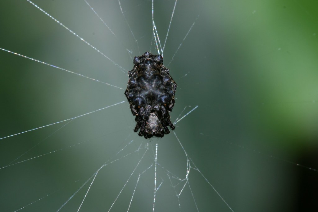 orb weavers