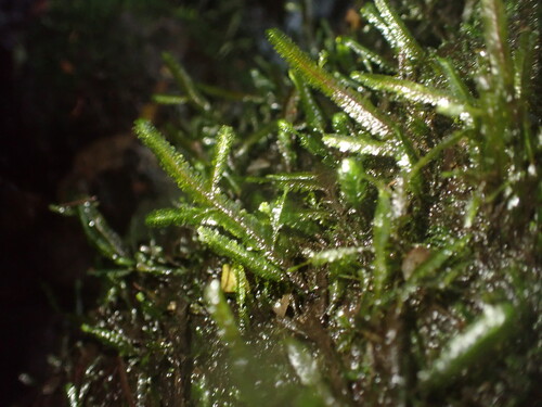 Baldwiniella kealeensis observed 2025-08-09