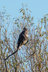 Buteo buteo