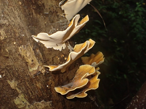 Rigidoporus microporus observed 2025-08-09