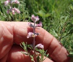 Syncolostemon teucriifolius