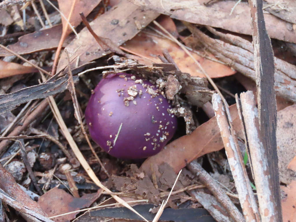 Cortinarius archeri · June 2025 · photo: © ian_mcallan (iNaturalist, cc-by-nc)