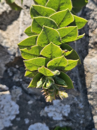 San Bruno Mountain manzanita (Arctostaphylos imbricata)
