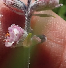 Syncolostemon teucriifolius