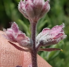 Syncolostemon teucriifolius