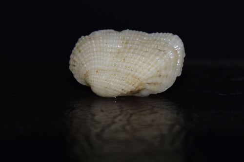 Representative image of Acar plicata