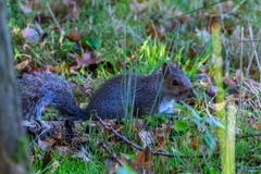Sciurus carolinensis