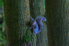 Sciurus carolinensis