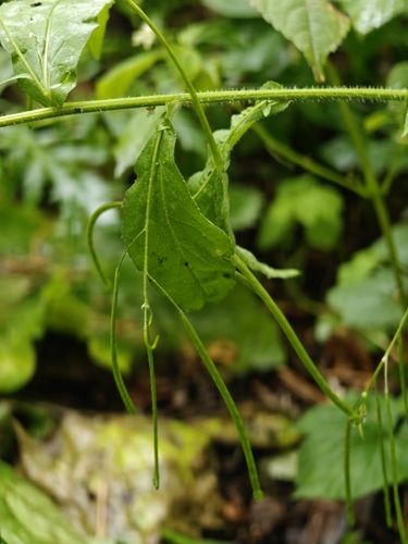 Наблюдение на iNaturalist