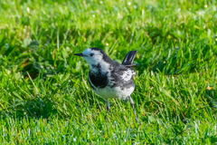 Motacilla alba yarrellii
