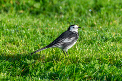 Motacilla alba yarrellii