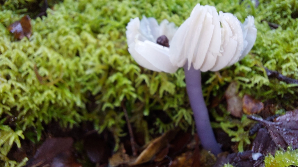 Porpolomopsis lewelliniae · August 2025 · photo: © tassietravelsblog (iNaturalist, cc0)