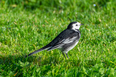 Motacilla alba yarrellii