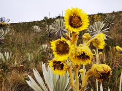 Espeletia grandiflora