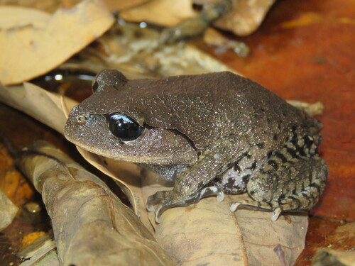 Chapa Pseudomoustache Toad, Leptobrachium chapaense
