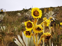 Espeletia grandiflora