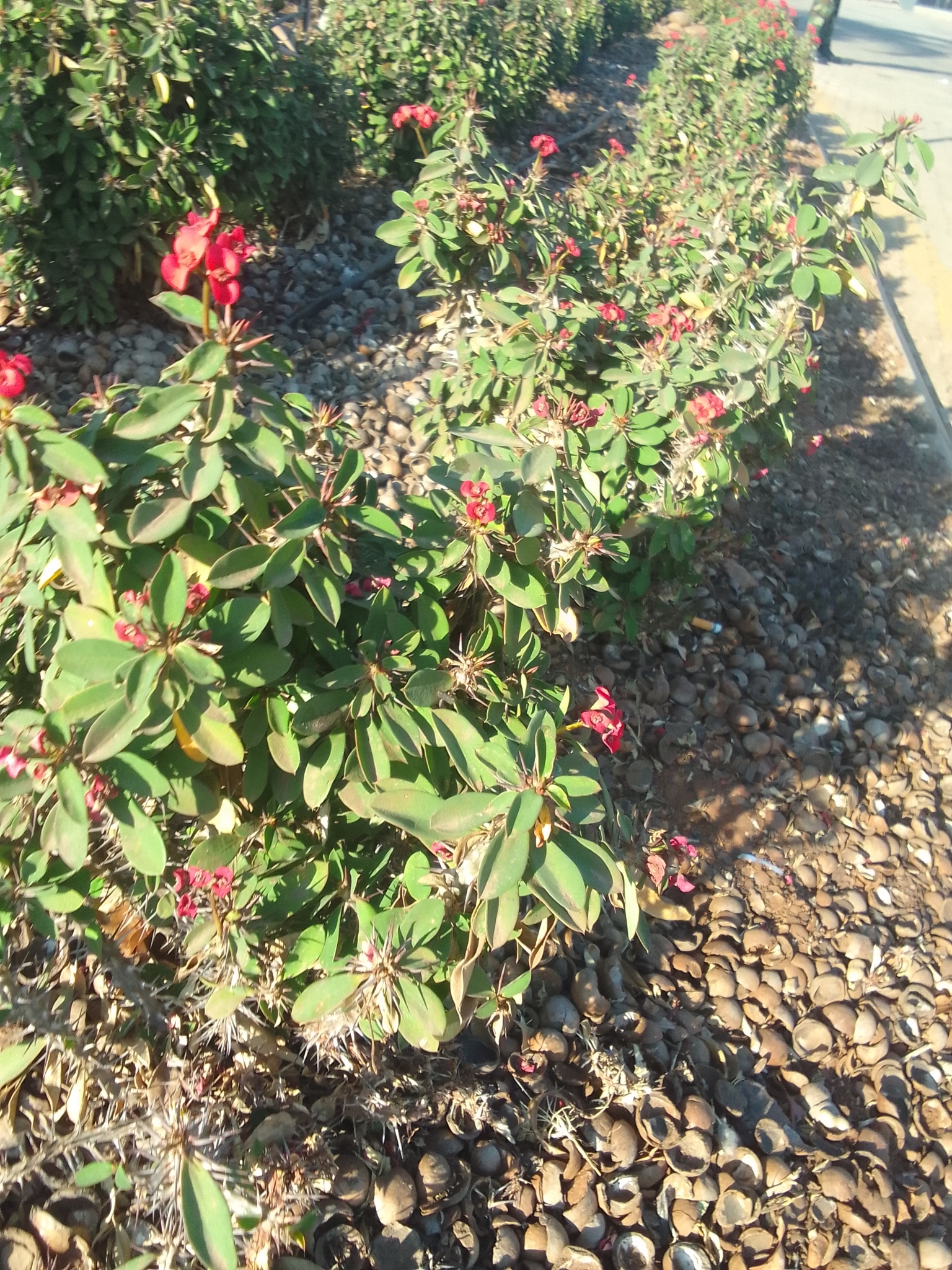 Crown of thorns