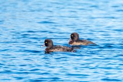 Aythya fuligula