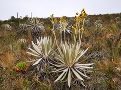 Espeletia grandiflora