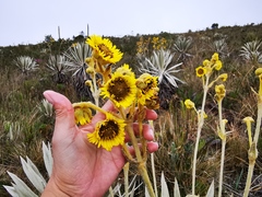 Espeletia grandiflora