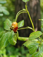 Rosa viarum