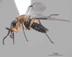 Dilophus occipitalis