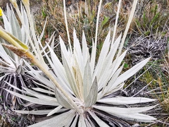 Espeletia grandiflora