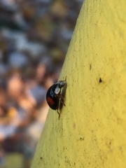 Harmonia axyridis