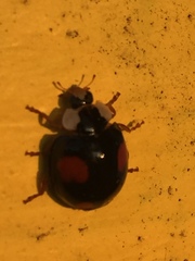 Harmonia axyridis